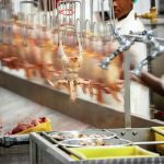 Meat and Poultry Delivery from Slaughterhouses in Nigeria: Fresh and Hygienic with Travo.ng