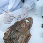 Mineral Traceability and Audit Services: Ensuring Compliance and Accountability in Nigeria