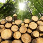 Wood Logs Haulage Nigeria Made Easier With the Right Transport Plan