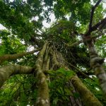 Book a Comfortable Chauffeur to Aburi Gardens