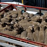 Arrange Livestock Evacuation During Flooding in Nigeria