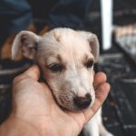 Arrange Pet Evacuation During Flooding in Lagos