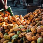Get cocoa plantation monitoring support with Travo.ng. Coordinate farm visits, field logistics, inspections, and transport across Nigeria.