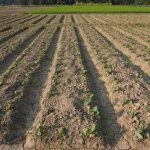 Farm Drainage Mapping for Better Farm Planning in Nigeria