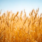 Crop Health Monitoring for Better Farm Decisions in Nigeria