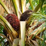 Oil Palm Plantation Mapping for Better Field Planning in Nigeria
