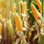 Maize Farm Analysis for Better Planning and Farm Logistics
