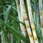 Sugarcane Farm Survey Support for Agricultural Projects in Nigeria