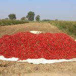 Reduce Post Harvest Loss in Nigeria With Better Storage and Transport