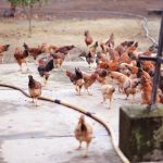 Poultry Cold Storage Lagos for Safe and Reliable Food Handling