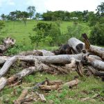 Get Fast Fallen Tree Removal Lagos Emergency Support