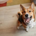 Dog Transport Cost Nigeria: What You Should Expect to Pay