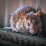 Rodent Prevention Waste Service in Lagos