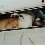 Livestock Transport Company Nigeria
