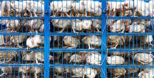 Livestock Freight Nigeria
