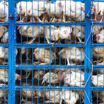 Animal Transport Services Jos