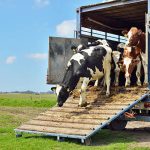 Farm Animal Transport Nigeria