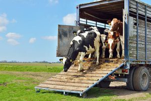 Cow Delivery Nigeria: How to Deliver Live Cows Safely