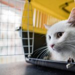 Pet Relocation Nigeria