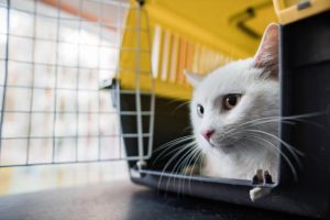 White cat inside a ventilated pet carrier