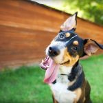 Dog Relocation Nigeria