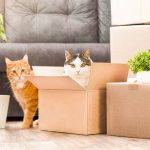 Cat Transport Nigeria