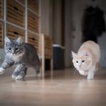 Overnight Pet Transport Nigeria: Safe Travel for Long Journeys
