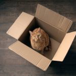 Trusted Pet Transport Nigeria: Safe and Dependable Pet Movement