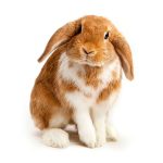 Rabbit Transport Nigeria: How to Move a Rabbit Safely