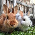 Rabbit Delivery Nigeria: How to Deliver Rabbits Safely