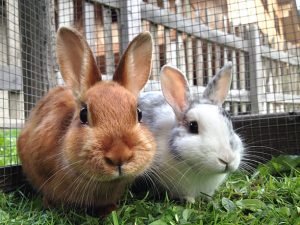 Rabbit Delivery Nigeria: How to Deliver Rabbits Safely