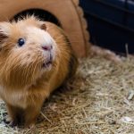 Hamster Transport Nigeria: How to Move Your Pet Safely