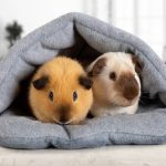 Guinea Pig Transport Nigeria: How to Move Your Guinea Pig Safely