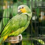 Parrot Transport Nigeria: How to Move a Parrot Safely