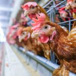 Layer Chicken Transport Nigeria: How to Move Layers Safely