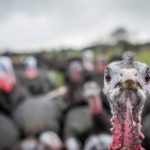 Turkey Transport Nigeria: How to Move Live Turkeys Safely
