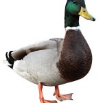Duck Transport Nigeria: How to Move Live Ducks Safely