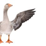 Goose Transport Nigeria: How to Move Live Geese Safely