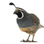Quail Transport Nigeria: How to Move Live Quails Safely