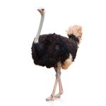 Ostrich Transport Nigeria: How to Move Live Ostriches Safely