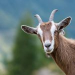 Goat Transport Nigeria: How to Move Live Goats Safely
