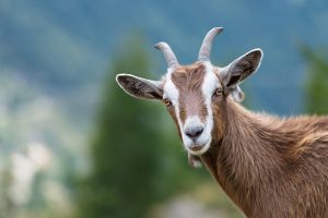 Brown and white goat with horns outdoors