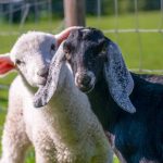 Livestock Transport Cost Nigeria: How Much Does It Cost?