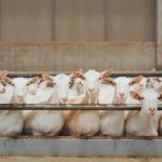 Goat Haulage Nigeria: Moving Live Goats Between Farms, Markets and Cities