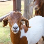 Goat Shipping Nigeria: How to Move Live Goats Safely