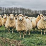 Transport Sheep Nigeria: How to Move Live Sheep Safely
