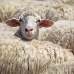 Sheep Haulage Nigeria: How to Move Live Sheep Safely