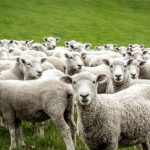 How Much Does Animal Transport Cost in Nigeria?