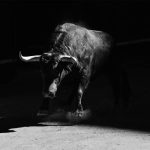 Bull Transport Nigeria: How to Move Bulls Safely