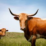 Cow Transport Cost Nigeria: How Much Does It Cost to Move Cattle?